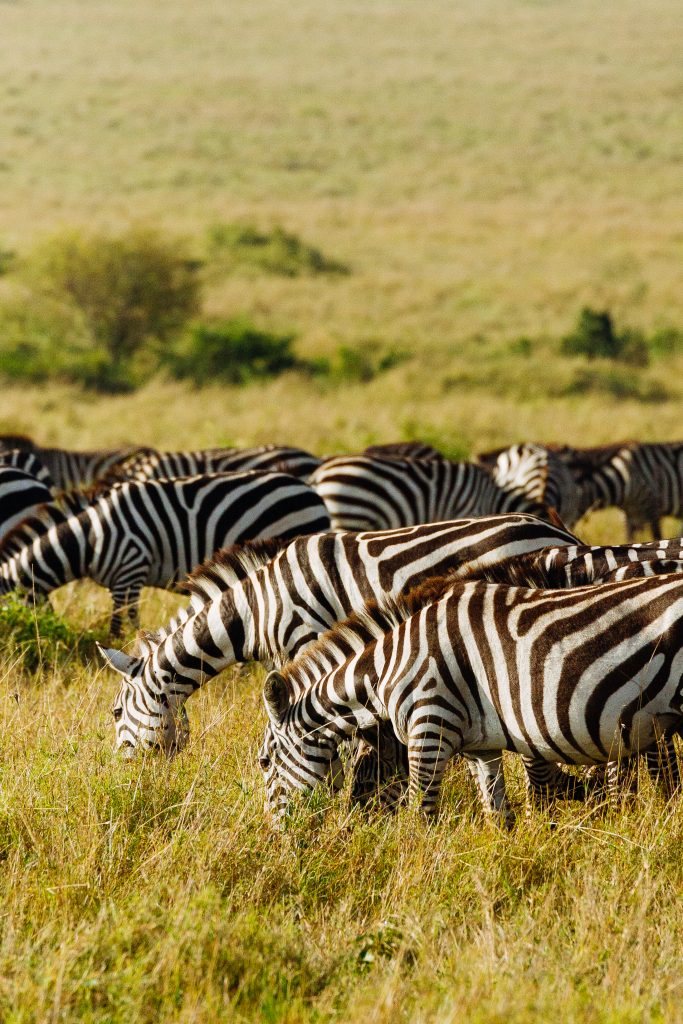 zebras eating while on safari in the maasai mara