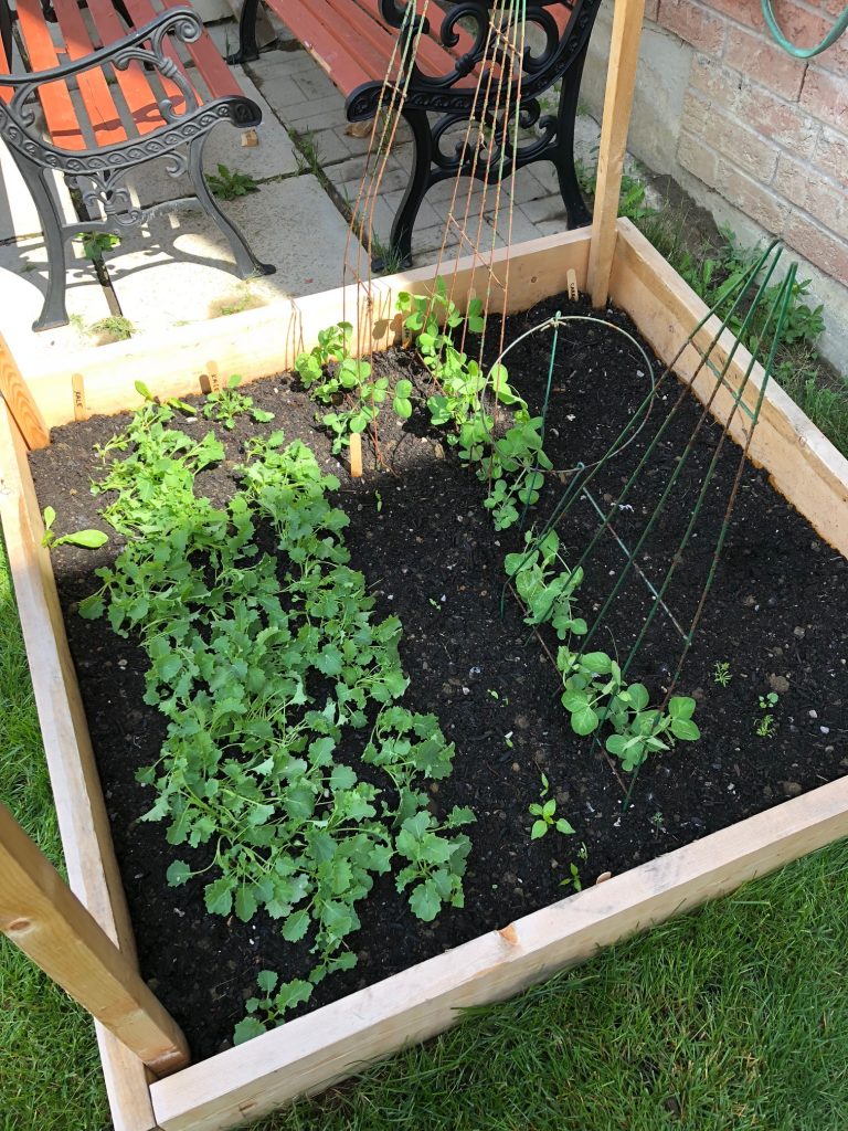 lessons learned from our first ever backyard vegetable garden