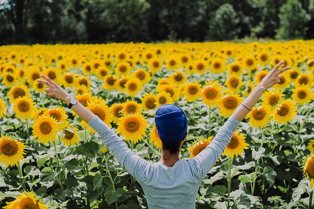 bogle seeds sunflower farm